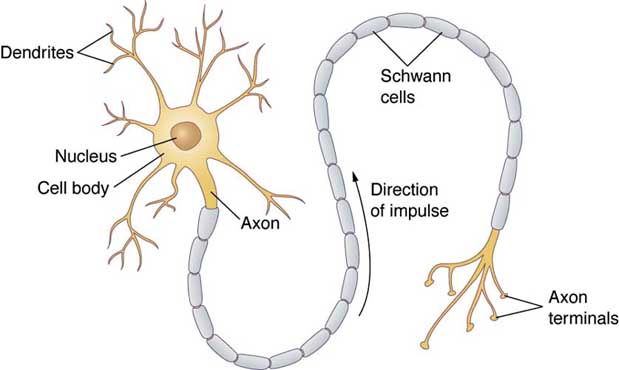 axon to dendrite to cell body