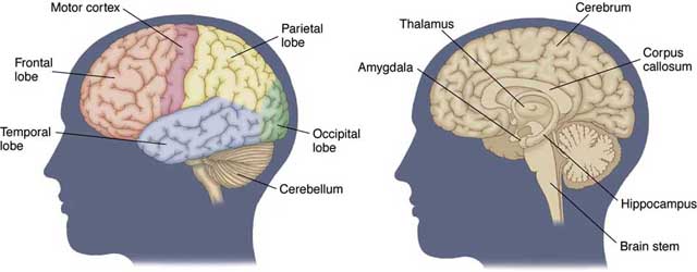 The Brain Cpreplab Anatomy Physiology